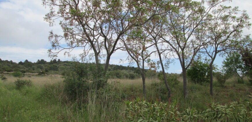 FINCA RÚSTICA CON CASETA